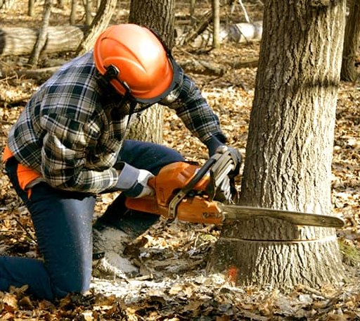 Tree Removal in Justice, WV